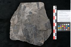 Foto (Objekt + Etikett) von Taeniopteris vittata Brongniart (NHMW-GEO-2024-0188-10487)